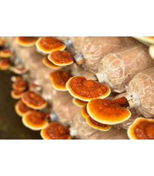 Reishi (Ganoderma lucidum)- ekstrakt standaryzowany ToPlanta