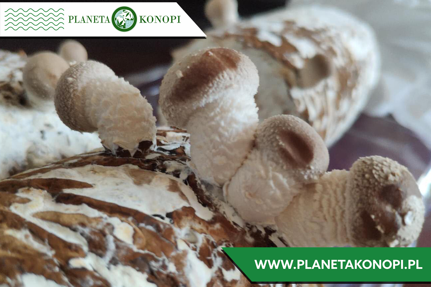 Grzyb Shiitake 30%. Na co pomaga?